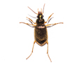 Chlaenius vestitus